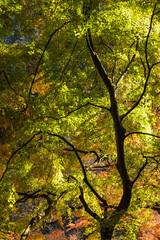 日本　愛知県豊田市足助町の香嵐渓の紅葉