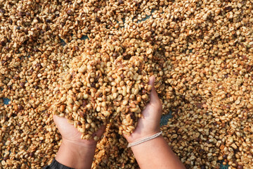 agriculture concept The berries are harvested to be processed into Parchment coffee, Arabica coffee. arabica coffee beans and arabica coffee berries by hand of farmer
