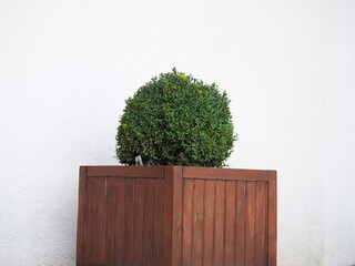 green decorative bush plants in a wooden pot in the garden near the house boxwood