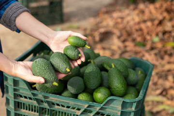 Farmer hands holding fresh picked organic avocados during harvesting in orchard or on farm on fall...