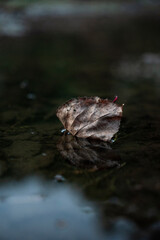 Leaf floating on water