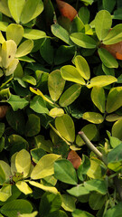 folhas verdes