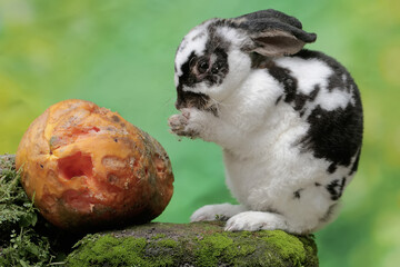 A young rabbit was eating a ripe papaya that fell on a rock overgrown with moss. This rodent has...