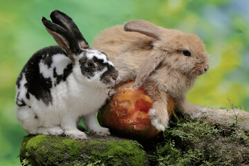 A pair of rabbits was eating a ripe papaya that fell on a rock overgrown with moss. This rodent has...