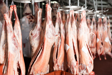 Lamb carcasses hanging on hooks in a slaughterhouse