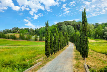 Fototapeta na wymiar A long driveway lined with Cypress trees leading to a hillside ranch with village and horses in the Tuscan countryside near San Gimignano, Italy.