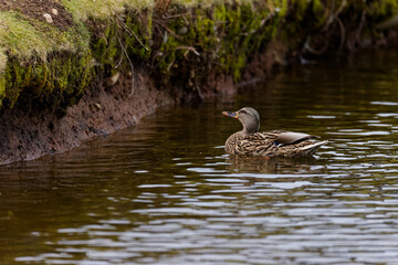 A female Mallard making her way toward a ledge at the edge of a pond in Puyallup, Washington.