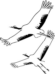 Obraz premium hand drawn illustration of a bird