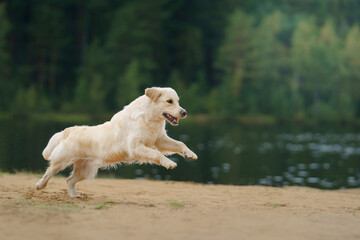 the dog jumps, flies on the beach on the lake, near the water. Active beautiful golden retriever in nature 