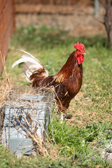 Beautiful domestic red rooster standing on the grass.  Concept like a boss, cool man, winner. 