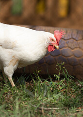 Leghorn hen. Poultry farm. Chicken broilers. White chicken looking for food in a farm garden. 