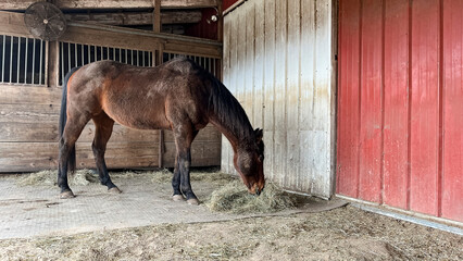 A brown horse eating hay on a stall mat in a shed with a stall in the background. - obrazy, fototapety, plakaty
