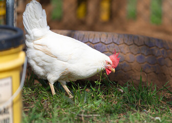 Leghorn hen. Poultry farm. Chicken broilers. White chicken looking for food in a farm garden. 