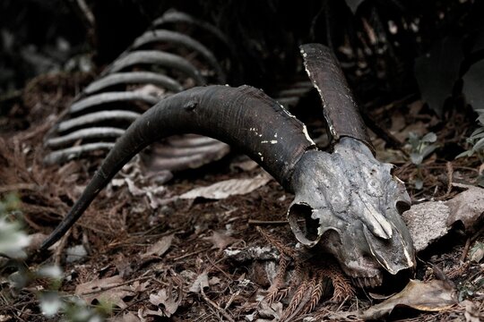 Wild goat Skull and bones in nature