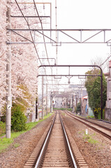 線路沿いに咲く桜