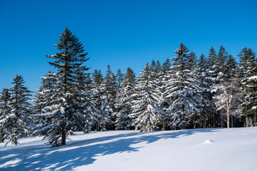 雪に覆われた高原のエゾ松トド松