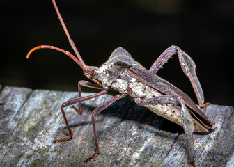 Giant Leaf-footed Bug on a hand rail along the Shadow Creek Ranch Nature Trail in Pearland, Texas!