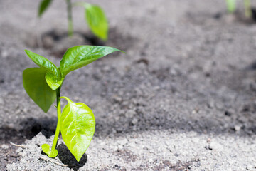 Close-up of transplanted tomato seedlings on a watered bed. planting vegetables on a farm. Gardening, agronomy, farming, organic gardening and the concept of growth.