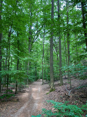 Hiking path in a forest in Germany