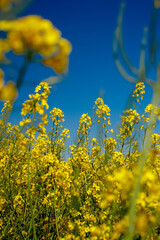 Yellow blooming rapeseed field. Rapeseed is grown for the production of animal feeds, vegetable oils and biodiesel