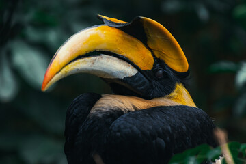 Great hornbill (Buceros bicornis) portrait