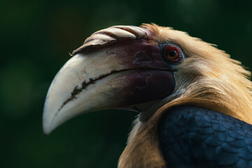 Female Wreathed hornbill, portrait shot. Bird Park, Indonesia.