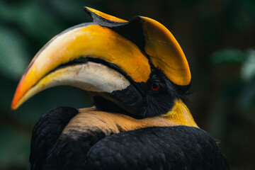 Great Hornbill: A big bird in Thailand which is also most wanted by local and international bird lovers; the horn is beautiful yellow and orange combined, bill is large for fruit eating fruits.
