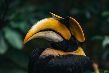 Great Hornbill - A large and fantastic bird from Himalaya Region