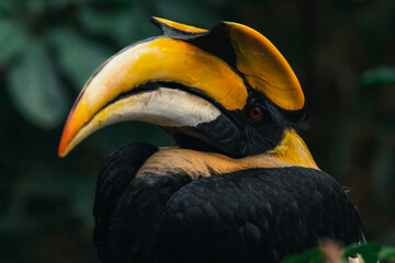 Great hornbill, Great indian hornbill, Great pied hornbill, Hornbill close up portrait