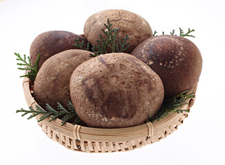 椎茸　　スタジオ撮影