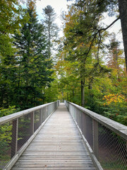 Trail of the treetop path called Baumwipfelpfad Schwarzwald, Germany