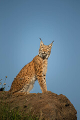 Lince sentado sobre una roca mirando
