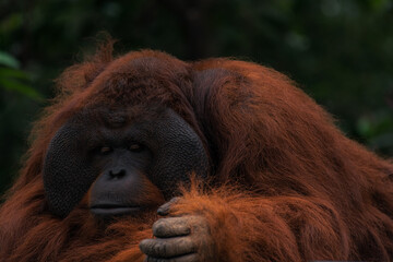 Bornean orangutans have a lifespan of 35 to 40 years in the wild, while in captivity they can live up to 60 years.z