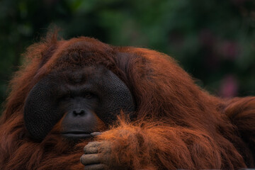 Endangered bornean orangutan in the rocky habitat. Pongo pygmaeus. Wild animal behind the bars....