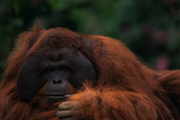 Potrait of adult male Bornean orangutan (Pongo pygmaeus) is a species of orangutan native to the...