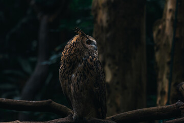 Eagle Owl on high. An impressive Eurasian eagle owl looks down from its perch atop a rocky outcrop.