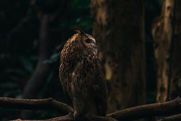 Eurasian eagle-owl (Bubo bubo) is a species of eagle-owl. It is also called the European eagle-owl and in Europe, where it is the only member of its genus besides the snowy owl.