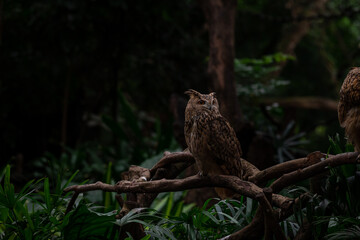 Eurasian eagle-owl on the tree branch with trees and blurred lights in the background, night picture