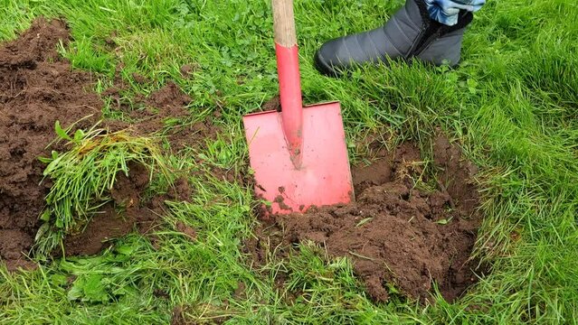 Digging the soil with a shovel.Garden work.Gardening Tools.Digging a hole in the green grass with a red shovel. Man digging a hole in the lawn for planting. 4k footage