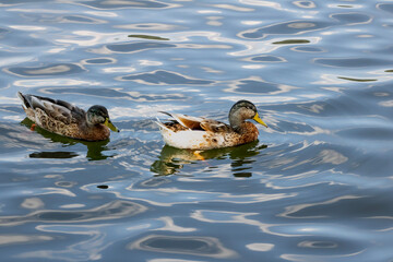 Two Mallard Drake Ducks. Molting feather for new growth. On Water Background