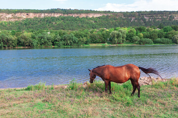 Brown horse grazing at river shore . Scenery with horse at river