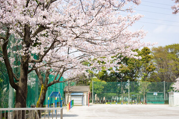 校庭の桜