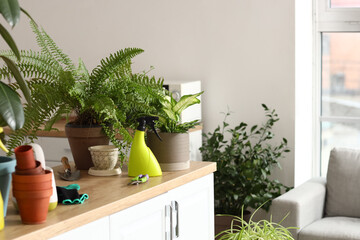 Potted houseplants with gardening tools on table in kitchen