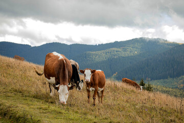 Fototapeta na wymiar Cow with a calf grazes on a meadow in the mountains near the forest. Beautiful autumn landscape.