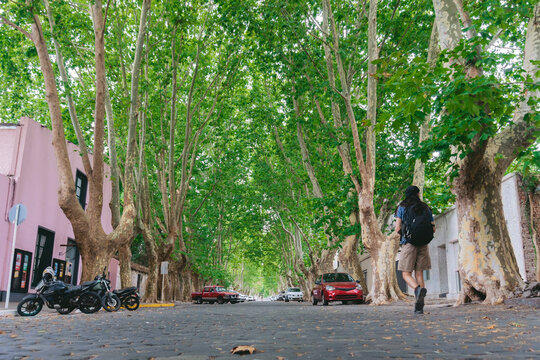 Young latin man walking down a cobblestone street with a corridor made of trees. Copy space. - Powered by Adobe