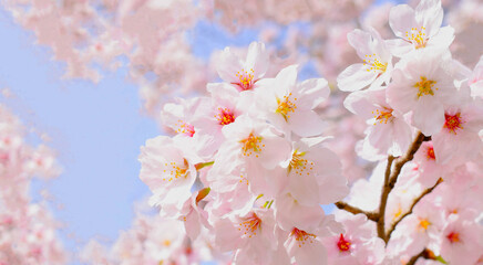 満開の桜の花と青空、桜の花のクローズアップ、染井吉野、桜のフレーム	
