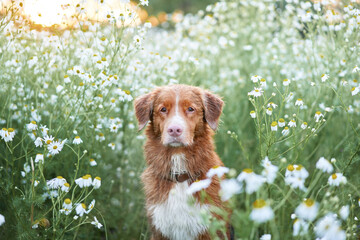 dog in daisies. Pet in nature. Nova Scotia Retriever is a cute portrait. Toller in nature in flowers. Pet in grass