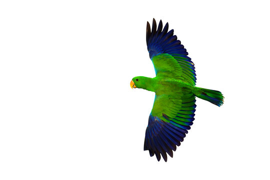 Colorful Eclectus parrot flying isolated on transparent background png file
