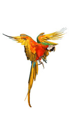 Colorful macaw parrot flying isolated on transparent background png file © Passakorn