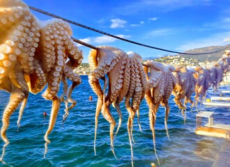 octopus drying in the sun